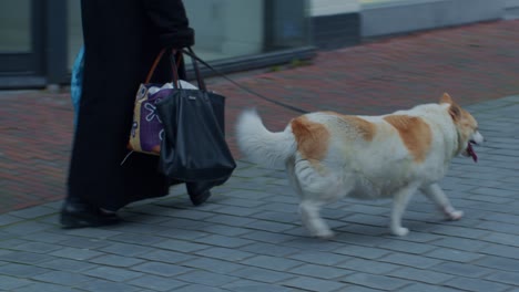 walking with dog pet animal on a leash outside on the street