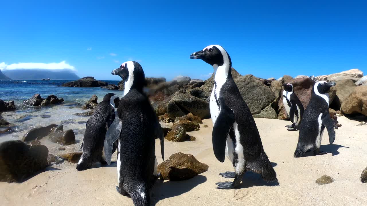 pingüinos sudafricanos en boulders beach, ciudad del cabo