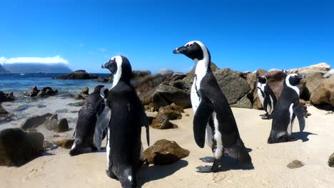 Südafrikanische-Pinguine-Am-Boulders-Beach,-Kapstadt