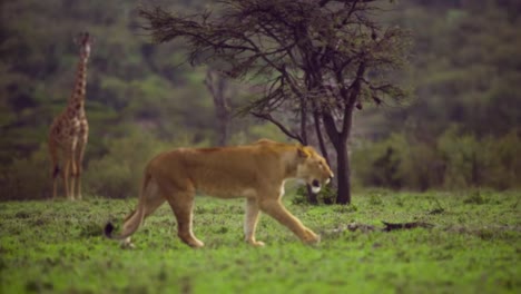 lioness walking through scrubland 02