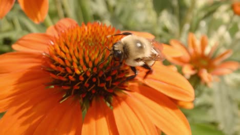 bee flies around on orange helenium flowers pollenating during spring time in an illinois garden