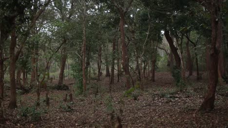 Pan-shot-of-Tropical-forest-in-India