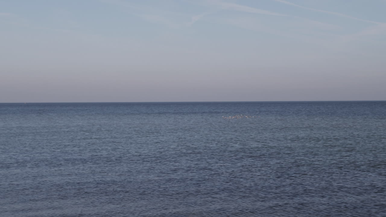 un enjambre de gaviotas volando sobre las aguas azules del mar báltico