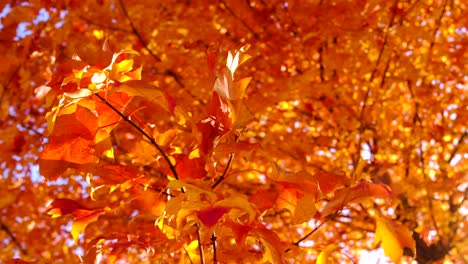 Orangefarbene-Herbstblätter-Rascheln-Im-Wind