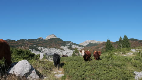 vacas pastando en las montañas