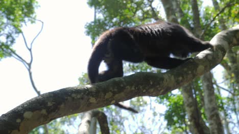 mono aullador en la jungla jugando en los árboles