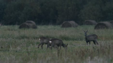 Roe-deer-in-dawn-dusk-evening-autumn-light-between-hay-rolls-eating-playing