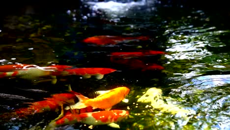 koi fish or amur carp fish swimming in pond. it more specifically nishikigoi and colored varieties of carp in outdoor in pond and water garden.