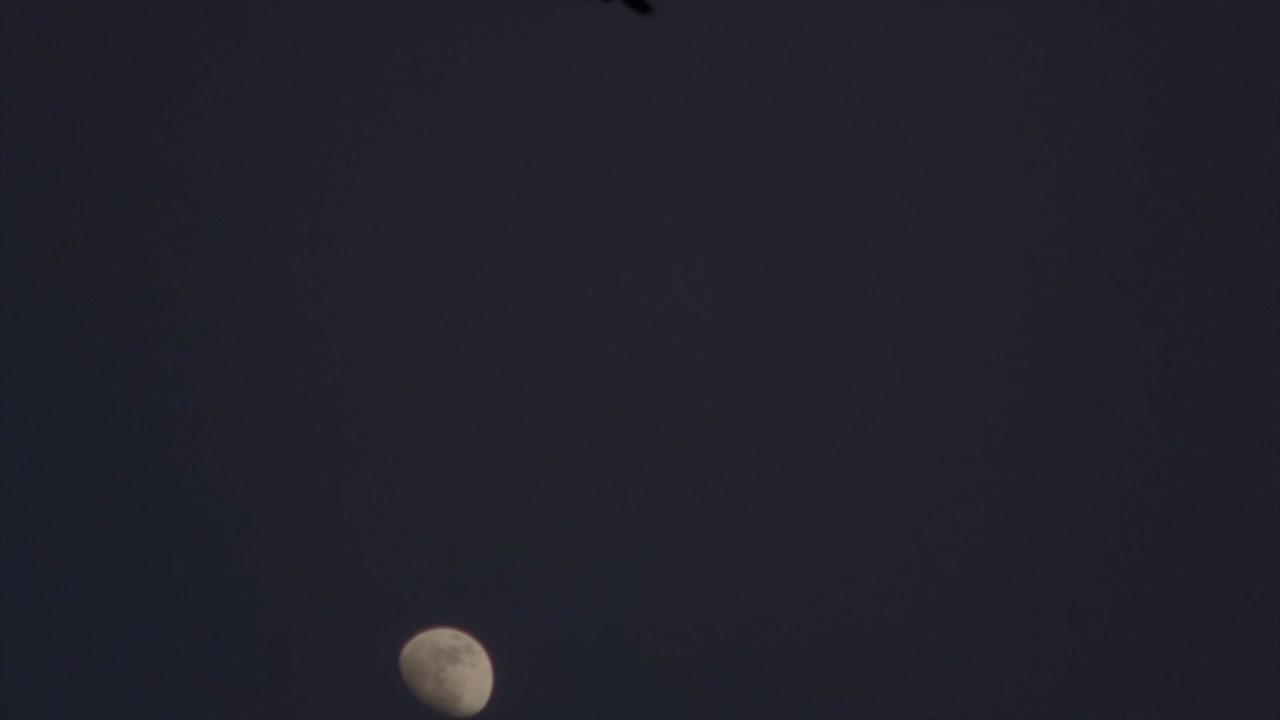 замедленная видеосъемка полета вороны после заката на фоне луны