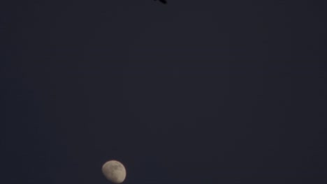 video en cámara lenta de cuervos volando después del atardecer frente a la luna