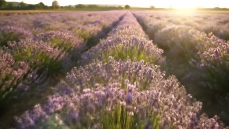 explore a stunning lavender field with vibrant purple flowers stretching to the horizon. witness the calming beauty of nature at sunset, capturing the essence of tranquility and natural splendor.