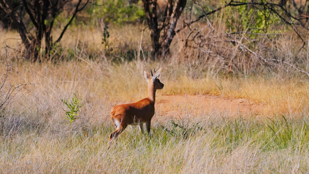 Antelope in African Savanna