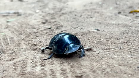 Flightless-dung-beetle--limping-front-leg,-towards-camera