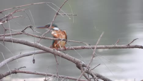 Kingfisher--blue--pond--pry.-and-bath