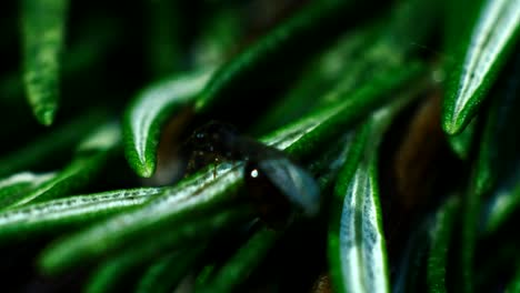 shooting a sprig of fresh rosemary in macro video for cooking in 4k