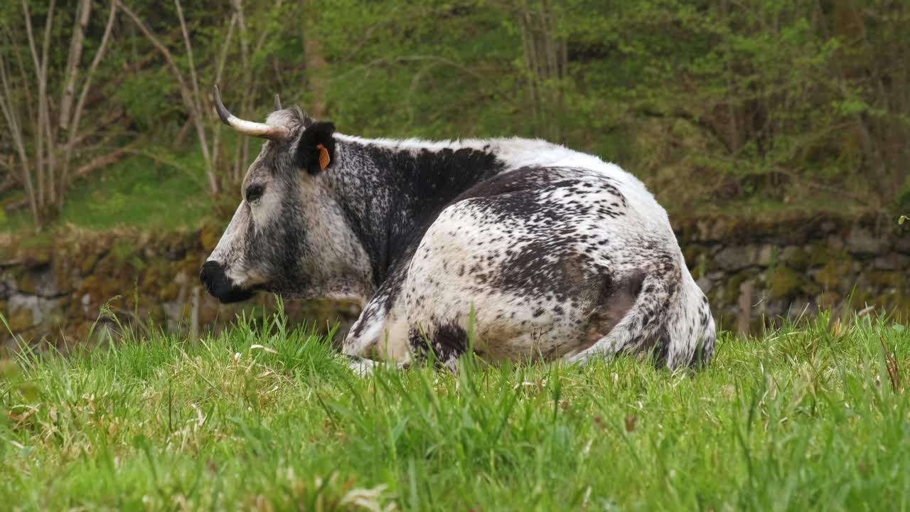 봄 보주 프랑스 4k의 푸른 초원에 누워 쉬고 있는 희귀한 보지엔느 흑백 암소