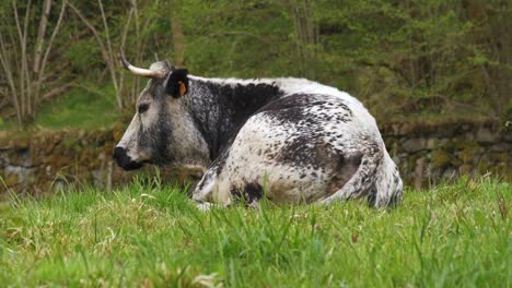 rare vosgienne black and white cow resting lying in a green meadow in spring vosges france 4k