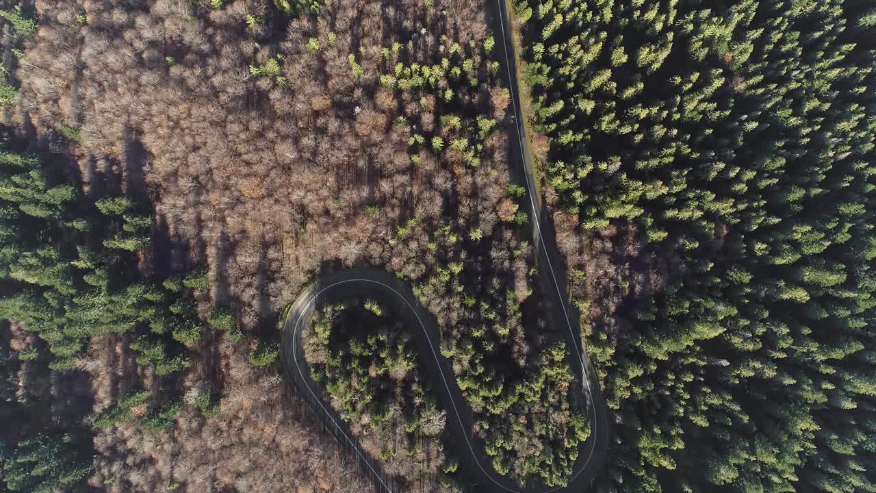 camino con curvas en el bosque de pinos durante el sol de la mañana, antena de arriba hacia abajo
