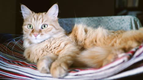 un lindo gato de jengibre acostado en una tela a rayas. una mascota esponjosa cómodamente acostada para dormir