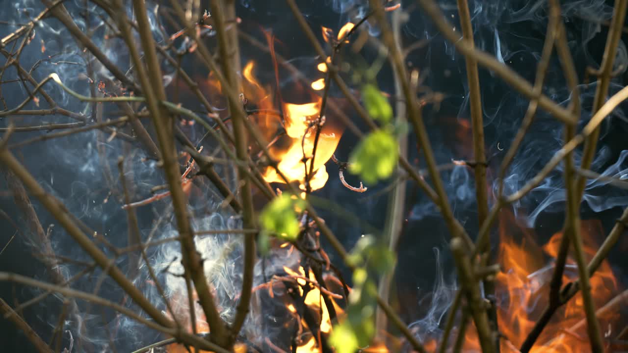 숲의 화재: 덤불과 나무의 가지가 불타고 연기를 피우고, 화재 또는 자연으로 인한 산불, 슈퍼 슬로 모션 카메라 1000fps로 촬영.