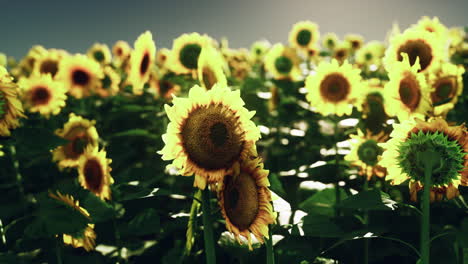 un campo de girasoles impresionante
