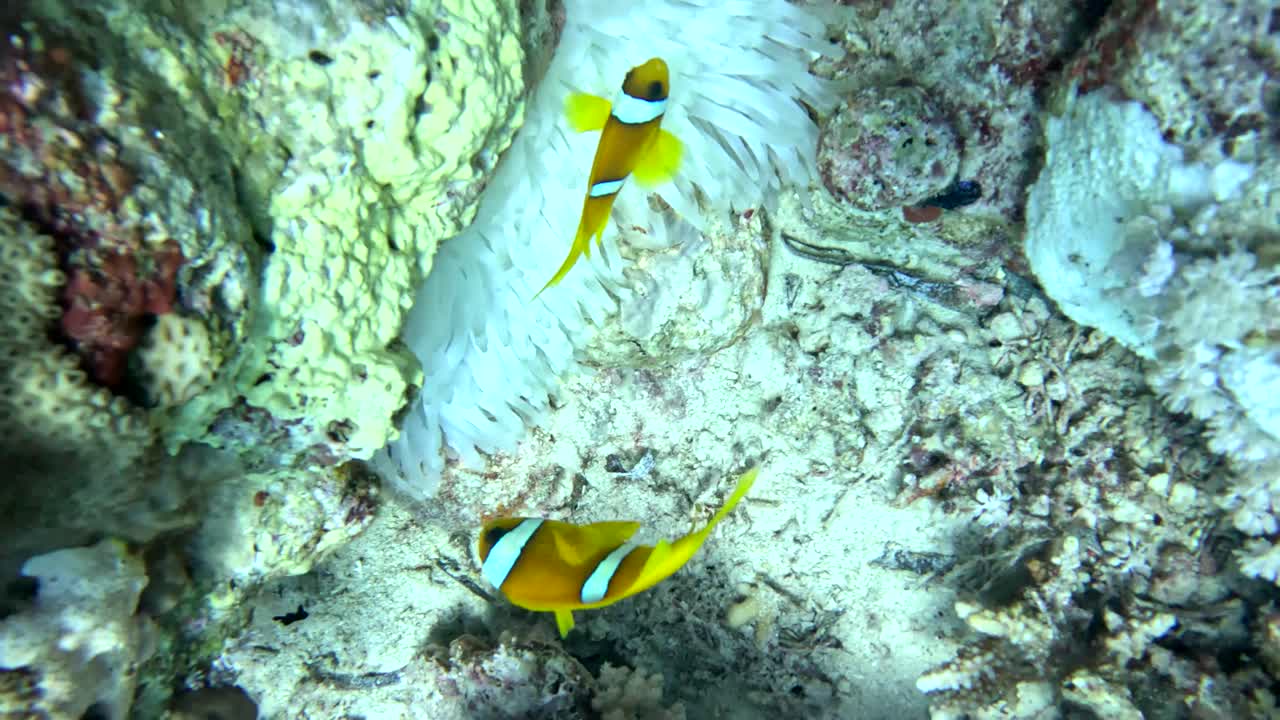 Clownfish looking for food. Red Sea ecosystem - sea anemones, coral reef, bright tropical fish.
