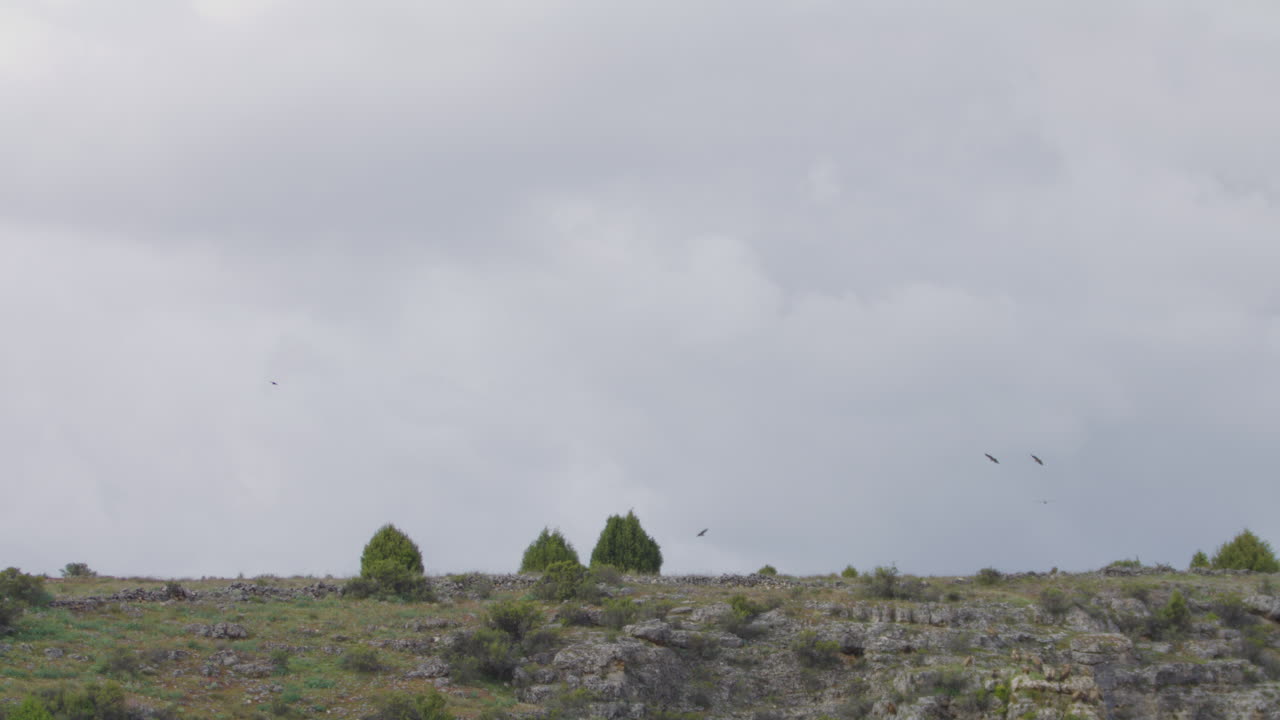 스페인 호세 델 리오 두라톤 자연 공원의 바위가 많은 풍경 위로 날아다니는 그리폰 독수리