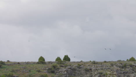 buitres leonados volando sobre el paisaje rocoso en el parque natural hoces del río duraton en españa