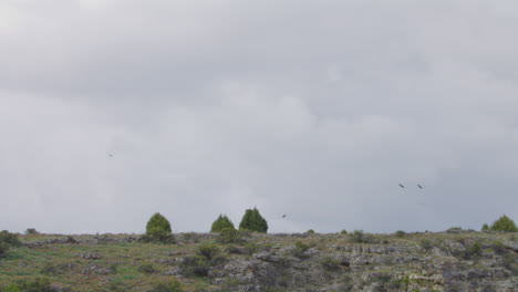 griffon vultures flying around over the rocky landscape in hoces del río duraton natural park in spain