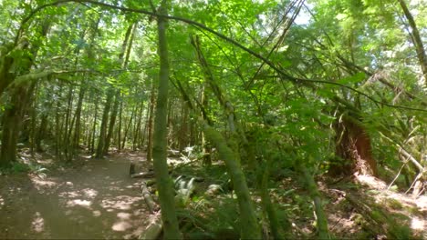 Senderismo-A-Lo-Largo-De-Un-Sendero-Forestal-En-Las-Montañas---Hiper-Lapso-De-Vista-En-Primera-Persona