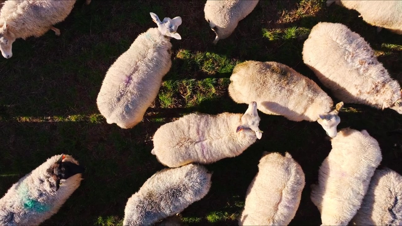 Laag bovenaanzicht van schapen die samen over een grasveld lopen.