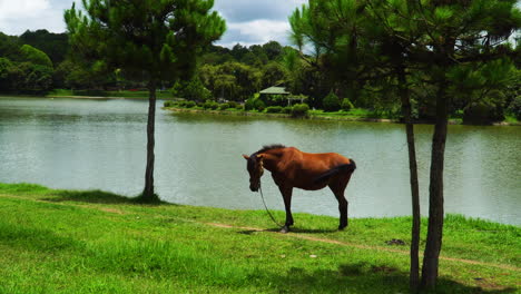 The-horse-stands-in-tranquil-farm-with-pond-during-summer-at-Da-Lat,-Vietnam