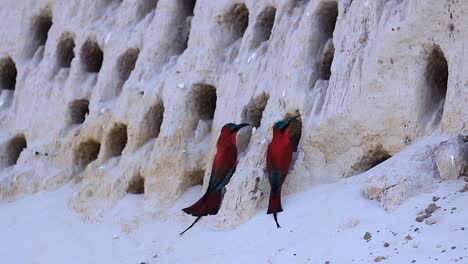 Vibrant-red-Carmine-Bee-eater-is-joined-by-another-at-cliffside-burrow