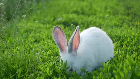 cute white rabbit in a green grassy field