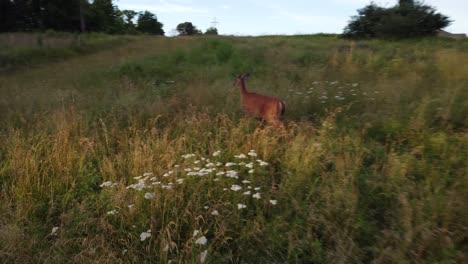 doe deer in a field at sunset-8