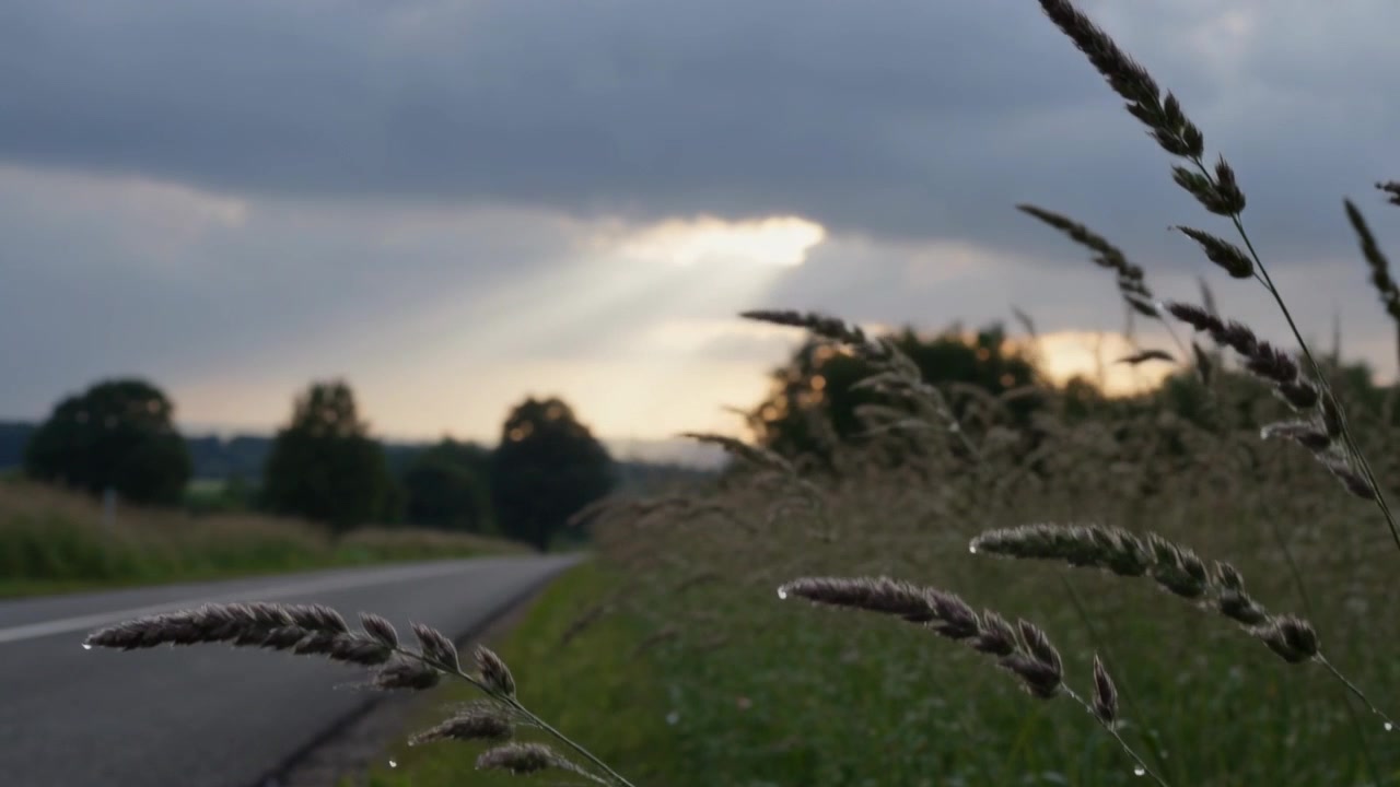 Bending tall wild grass seed heads, dewdrops catching sunbeams through low cloud gap, roadside