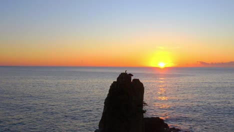 bird on cathedral rocks with sunset and ocean views in kiama, nsw, australia