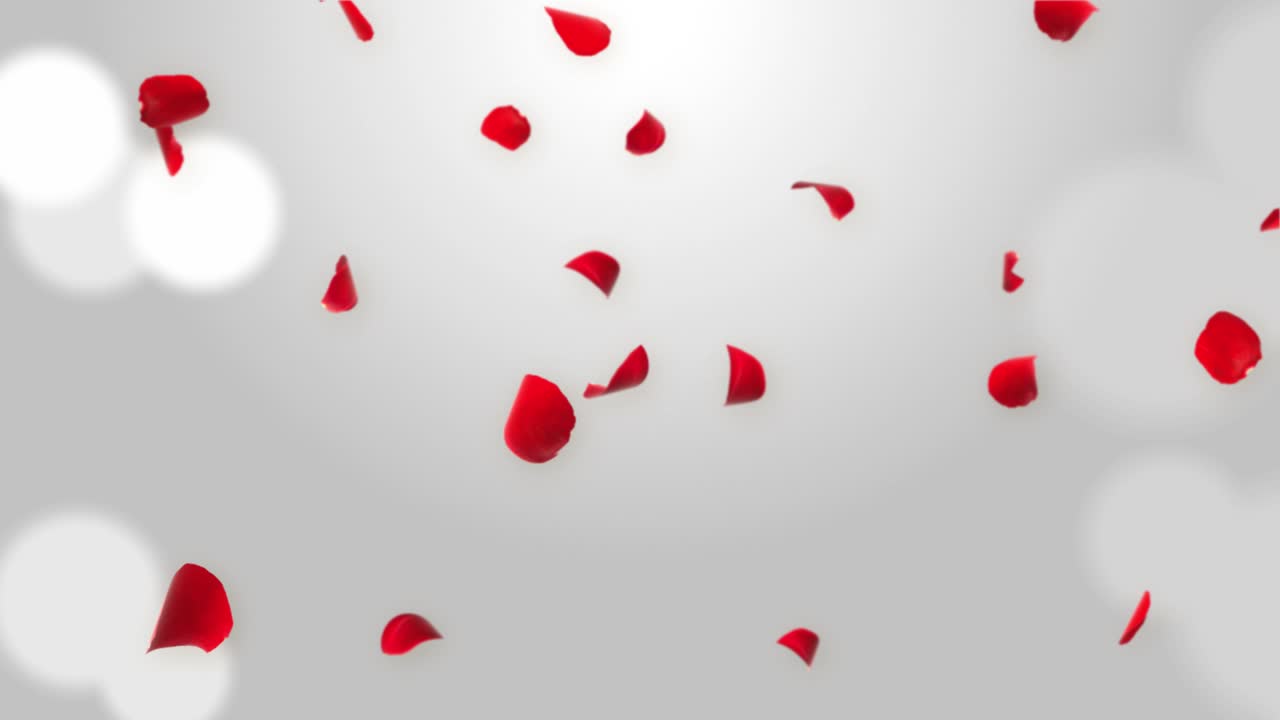 Fondo abstracto con pétalos de rosas rojas volando. Animación 3D realista en bucle con pantalla verde