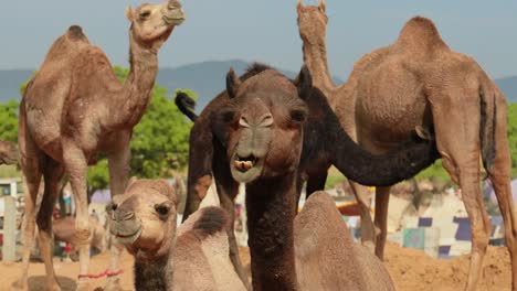 Camellos-En-La-Feria-De-Pushkar,-También-Llamada-Feria-De-Camellos-De-Pushkar-O-Localmente-Como-Kartik-Mela,-Es-Una-Feria-Ganadera-Y-Cultural-Anual-De-Varios-Días-Que-Se-Celebra-En-La-Ciudad-De-Pushkar,-Rajasthan,-India.