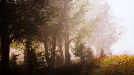 summer-fog-in-the-forest