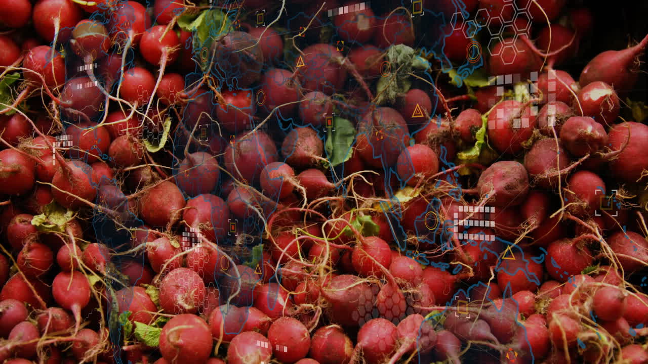 Digital data processing animation overlay on radishes piled together in market