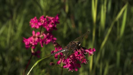 dragonfly on pink flowers