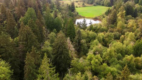 scenic aerial view of dense evergreen forest and pond in washington state