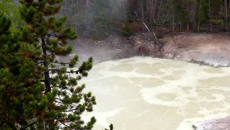 pan from trees to steam rising off of hot spring pool