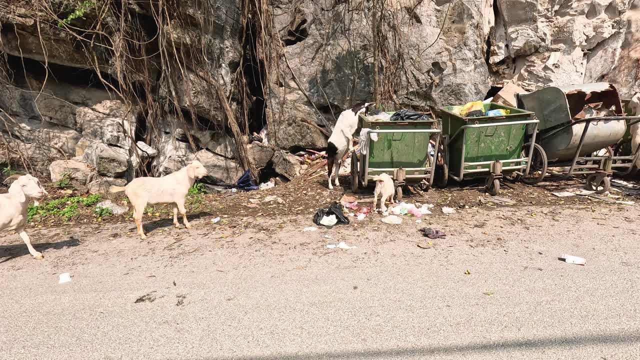 cabras recogiendo basura alrededor de los contenedores de basura a la orilla de la carretera