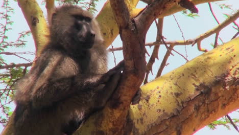 un babuino adulto se sienta en un árbol en áfrica