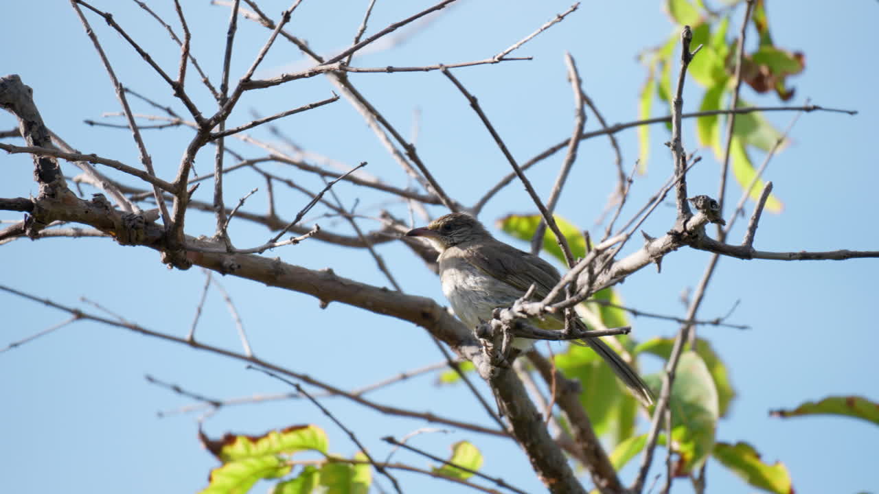 pájaro bulbul de orejas rayadas encaramado en una rama de árbol - primer plano