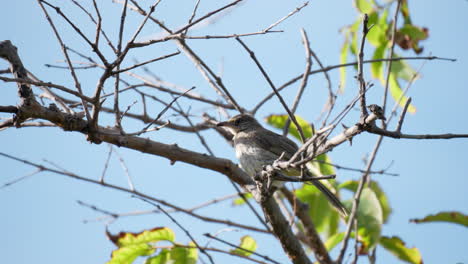 Streifenohriger-Bulbul-Vogel,-Der-Auf-Einem-Baumzweig-Sitzt-–-Nahaufnahme