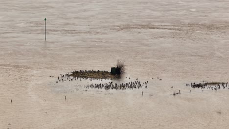 fotografía aérea en órbita de aves acuáticas que se refugian en las pequeñas islas de tierra después de que el río waal se desborde en su orilla cerca de la ciudad de gorinchem en los países bajos.