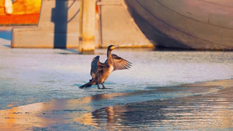 slow motion view of great cormorant flapping wings in front of water, golden hour